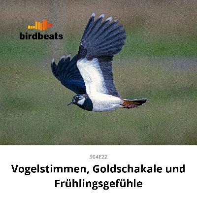 Vogelstimmen, Goldschakale und Frühlingsgefühle Vogelstimmen, Goldschakale und Frühlingsgefühle