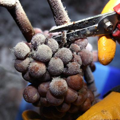 Eiswein – ein besonderer Tropfen Eiswein – ein besonderer Tropfen