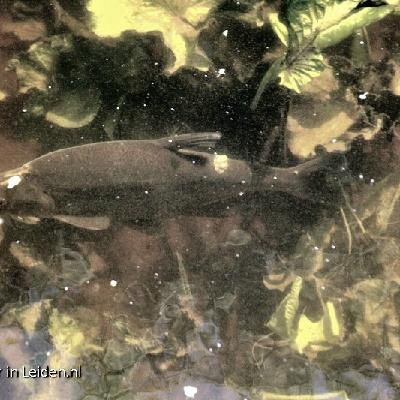 S1 AFLEVERING 7 AAF VERKADE S1 AFLEVERING 7 AAF VERKADE