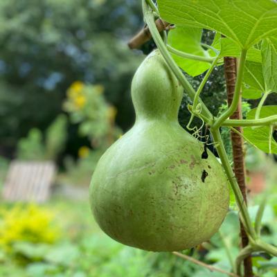 Jack tells All about Gourds