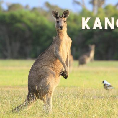 Kangaroo Chronicles: Unraveling the Mystery of Australia's National Icon
