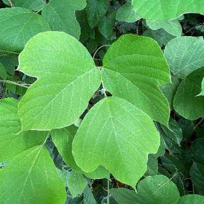 Kudzu-Bohne