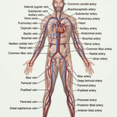 The circulatory system and its major organs