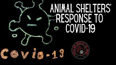 Episode 42 - Animal Shelters' Response to COVID-19