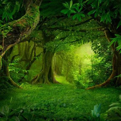 Selva sonidos : Ambiente de selva tropical y sonido de animales para relajarse, dormir y estudiar.