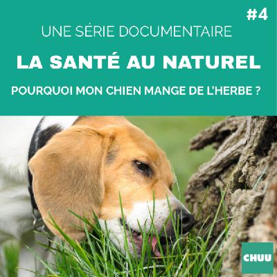 [REDIFFUSION] - Pourquoi mon chien mange de l'herbe ?