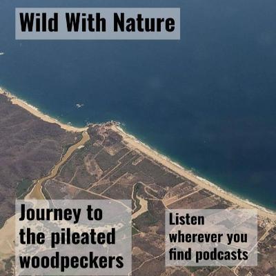 Journey to the pileated woodpeckers: earth connection in a critical time