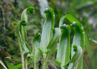 Ep. 28 Should we Rewild our Gardens? Plus...the Hart’s Tongue