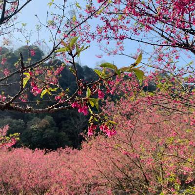 突袭的鸟屎,温吞的流感