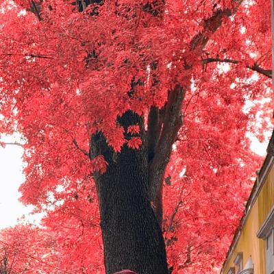 Reescribiendo la historia