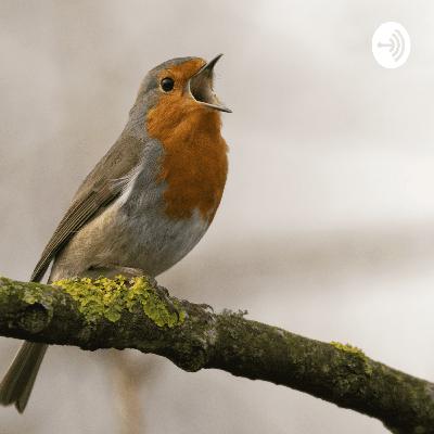வீரி பறவைகள்(Veery Birds) வீரி பறவைகள்(Veery Birds)