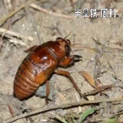 No.6 养「知了猴」月入 10 万？绿电如何革命？什么是尼特族困境？