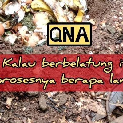QNA#027 - Kalau berbelatung, prosesnya berapa lama?