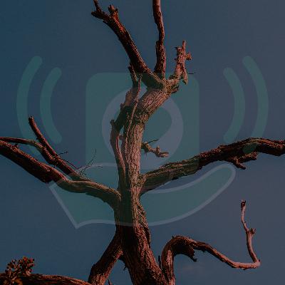 Quando uma igreja precisa de revitalização? Quando uma igreja precisa de revitalização?