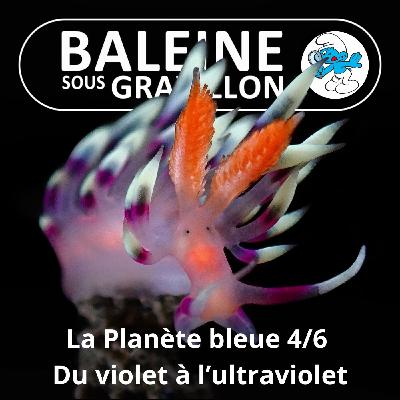 S07E85 La Planète bleue 4/6 : Du violet à l'ultraviolet