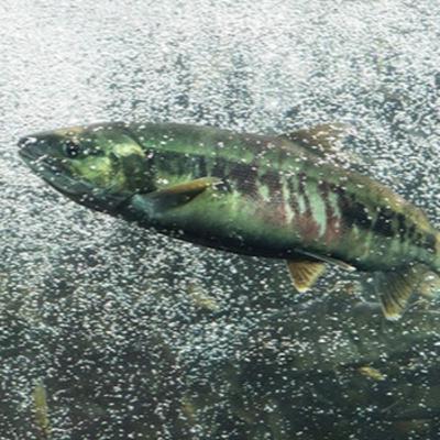 Alaska Fisheries Report 19 February 2026