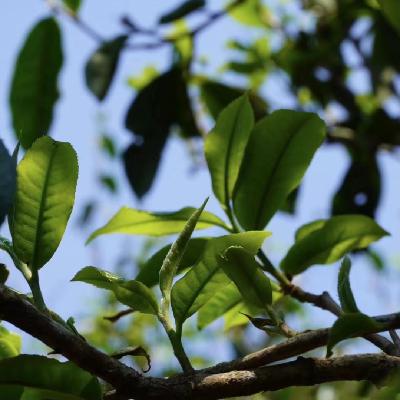 Vol.004 年轻人该如何入门喝普洱茶？