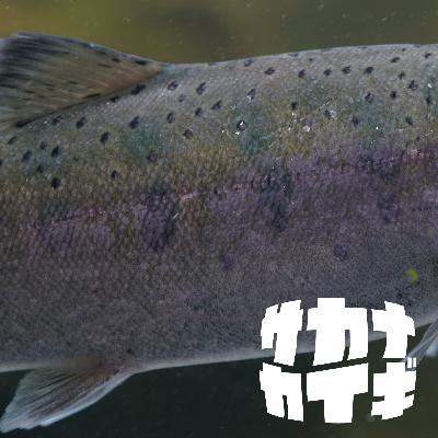 ギョキョウ② :: イワナ保全とニジマスフィッシング。原種・選抜群というキーワード🐟