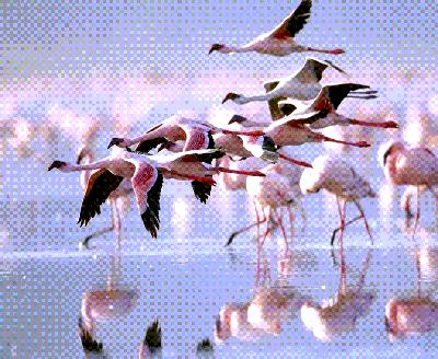 The Mysteries of Lake Natron
