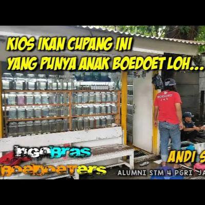NYANG PUNYA KIOS IKAN CUPANG INI, TERNYATA ALUMNI BOEDOET | #NGOBRAS Boedoeters NYANG PUNYA KIOS IKAN CUPANG INI, TERNYATA ALUMNI BOEDOET | #NGOBRAS Boedoeters