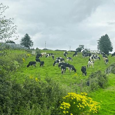 #No.6 This Is Our Land: The Hollywoods on Farming, Family and the Fight for the Sperrins #No.6 This Is Our Land: The Hollywoods on Farming, Family and the Fight for the Sperrins
