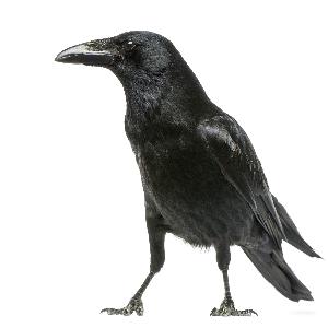 RSP Cast: Feel It or F#@k It…NFL Week 1 RSP Cast: Feel It or F#@k It…NFL Week 1