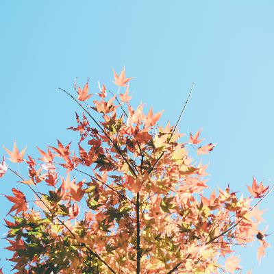 Ep.13 アルゴリズムとリアルの狭間で