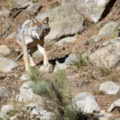 Les loups, un Nobel et des maths