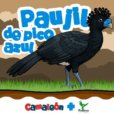 Paujil de pico azul: Belleza al borde de desaparecer Paujil de pico azul: Belleza al borde de desaparecer