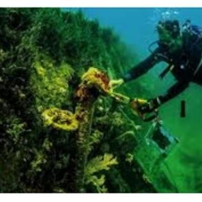 Hallan submarino de la primera guerra mundial Hallan submarino de la primera guerra mundial