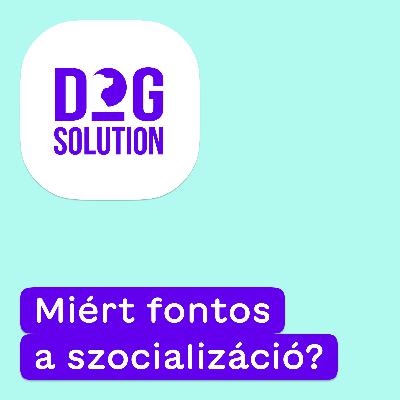 Dog Solution #10 - Miért fontos a szocializáció?