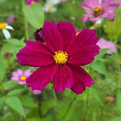 EP.19 適合春天的輕歌劇 EP.19 適合春天的輕歌劇