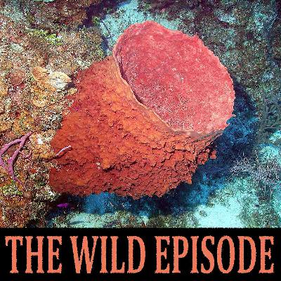 Giant Barrel Sponge : Methuselah on the Reef