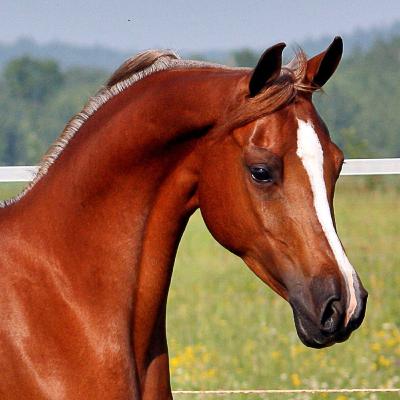 Caballo