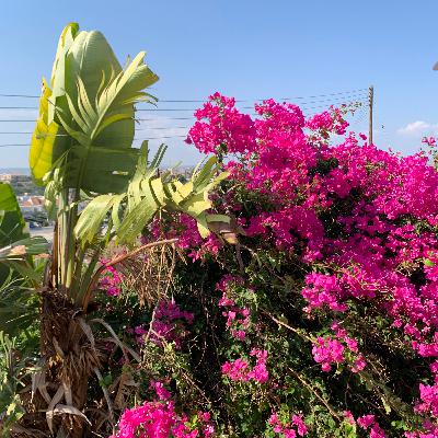 Beating the bougainvillea blues Beating the bougainvillea blues