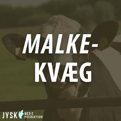 Malkekvæg 2025 - E41: Jakob Sommer Rask om sunde køer og gode rammer