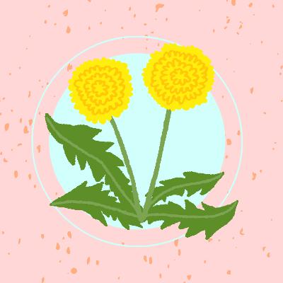 Löwenzahnblumen, warum lieben wir sie so sehr?