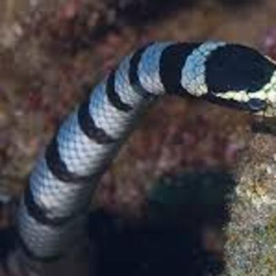 Yellow-Lipped Sea Krait – The True King of Snakes