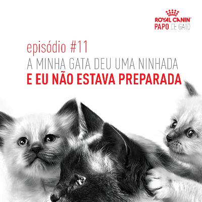 A minha gata deu uma ninhada e eu não estava preparado