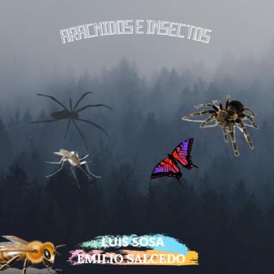 Vida salvaje Insectos y Aracnidos