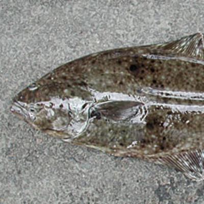 Alaska Fisheries Report 04 December 2025