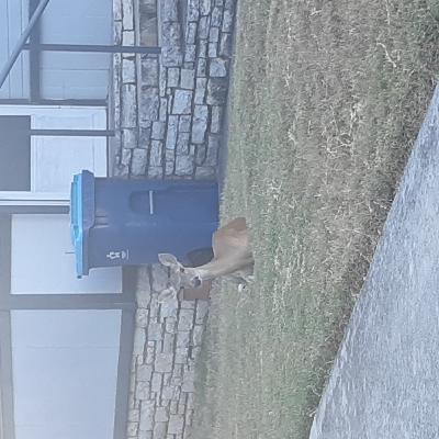 This episode is bella and the musical This episode is bella and the musical