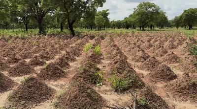 Starvation Season in Northern Ghana: Yams, Cassava, and the Hidden Hunger Crisis Starvation Season in Northern Ghana: Yams, Cassava, and the Hidden Hunger Crisis