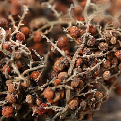 EP215 瀕危植物復育之道 / 我的恆春我的半島 EP215 瀕危植物復育之道 / 我的恆春我的半島