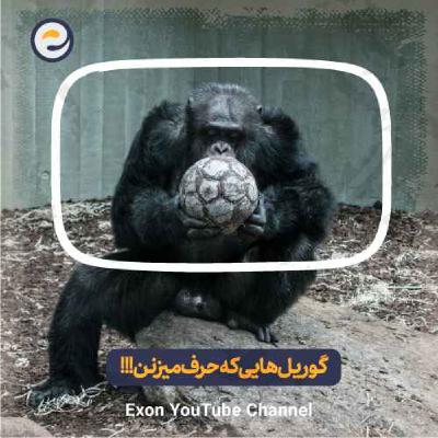گوریل ها، حیواناتی که میتونن با انسان ارتباط برقرار کنن!