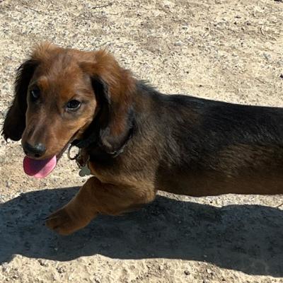 Fasching, Rätsel und endlich Ferien