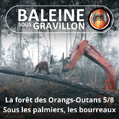 S07E117 Les Orangs-Outans 5/8 : Sous les palmiers, l'extermination (Emmanuelle Grundmann)