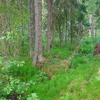 Relaxing Forest Soundscape