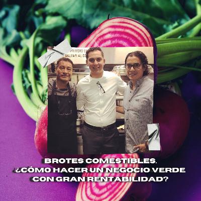 Brotes comestibles, un negocio verde, sustentable y con gran rentabilidad