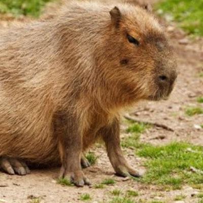 Ep 442: Preocupación en Nordelta: invasión de carpinchos ataca mascotas y provoca accidentes